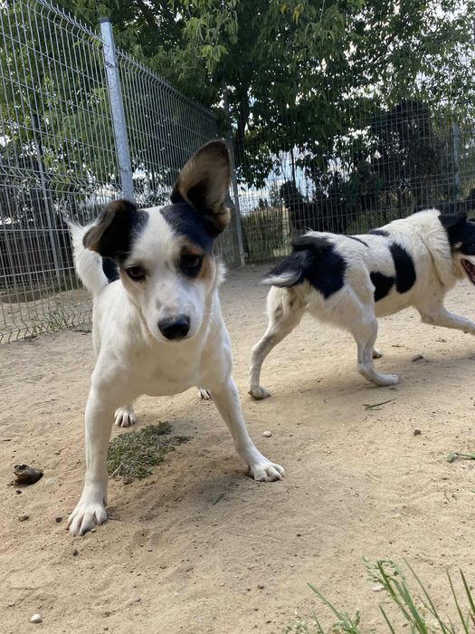SMYK pies lękliwy adopcja schronisko