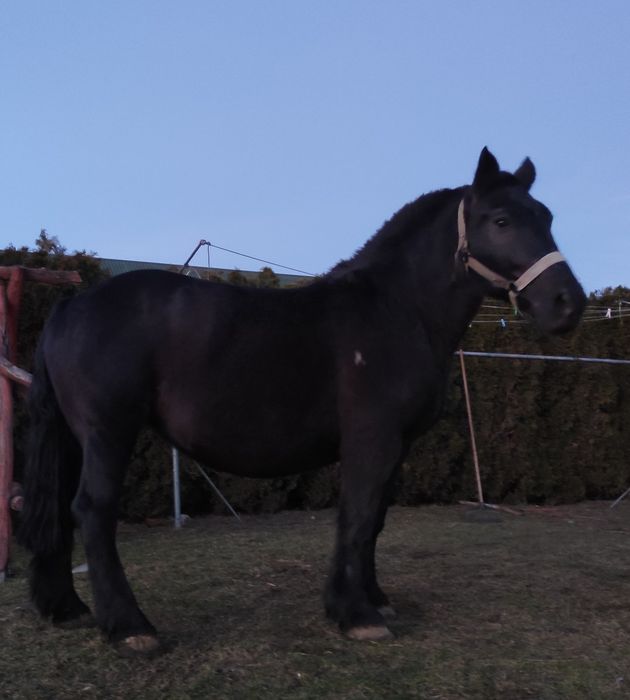 Dwie Klacze zimnokrwiste