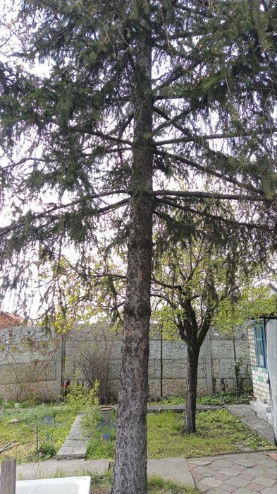 Продам дачу с.о Днепр Калоша