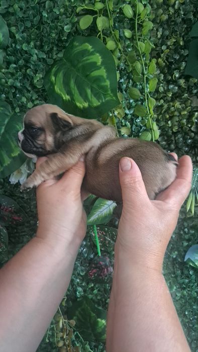Bulldog francês  fawn