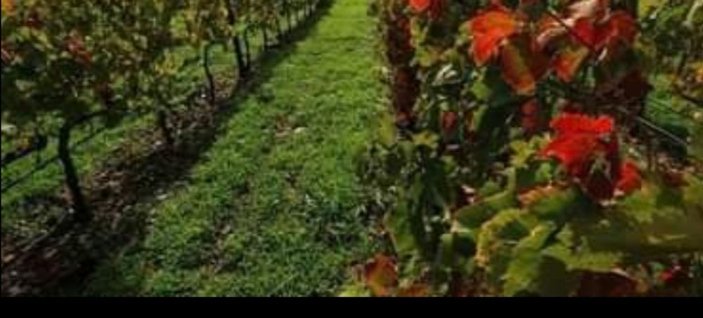 Quinta com nascente de água mineral 45Litros p/minuto