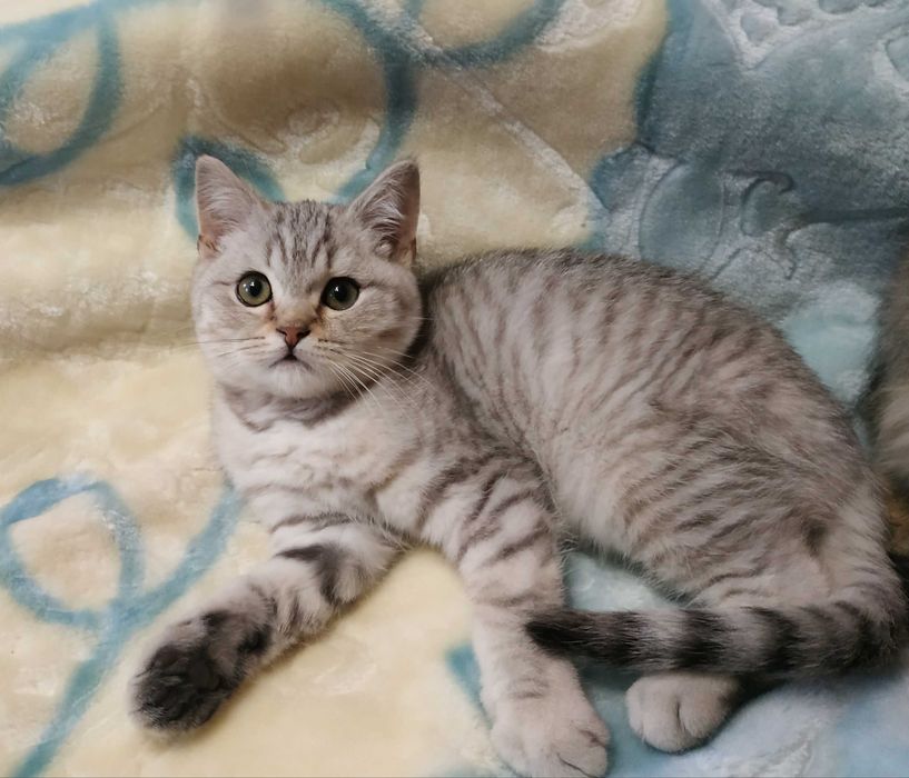 Шотландські малюки