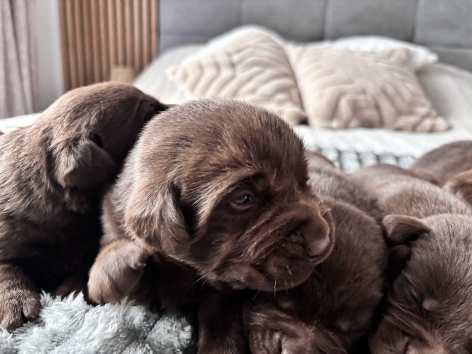 Labrador czekoladowy