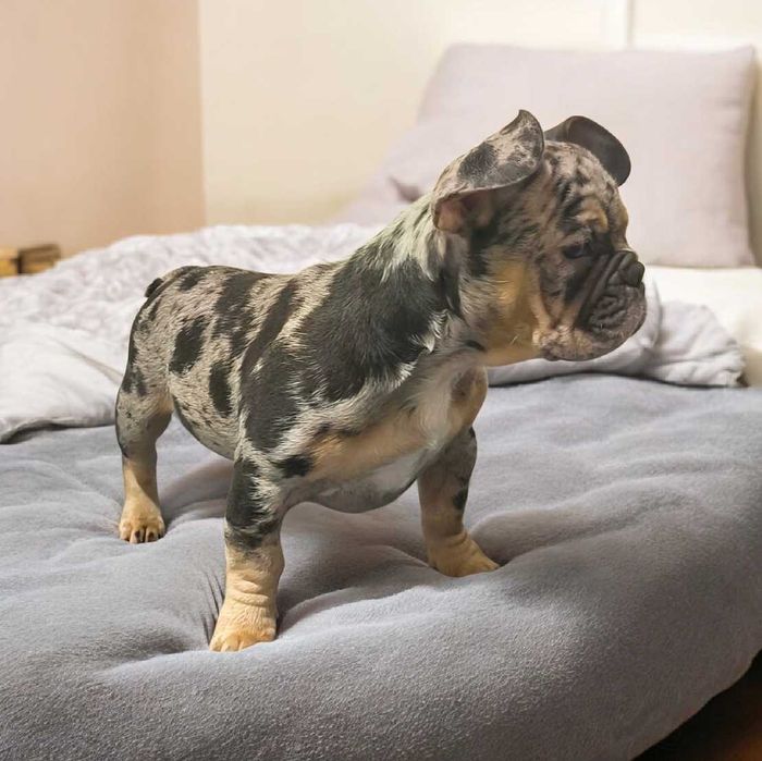 Топ девочка голубой мерль черри тан