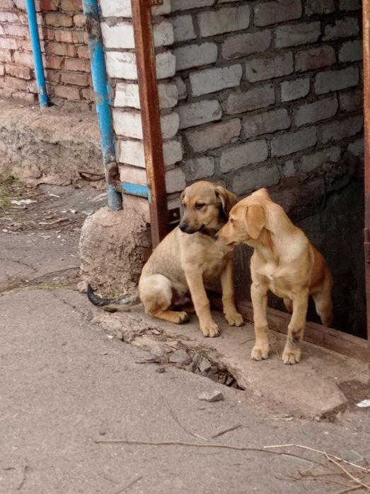 Хлопчик і дівчинка в гарні родини