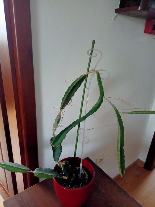 Kaktusy  kwiaty doniczkowe