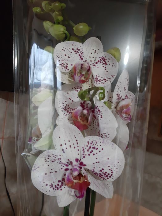 Орхідеї  подарункові