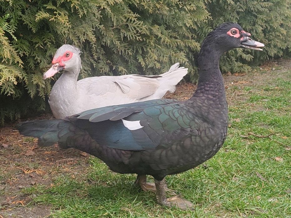 Kaczki, kaczory piżmowe/ francuskie