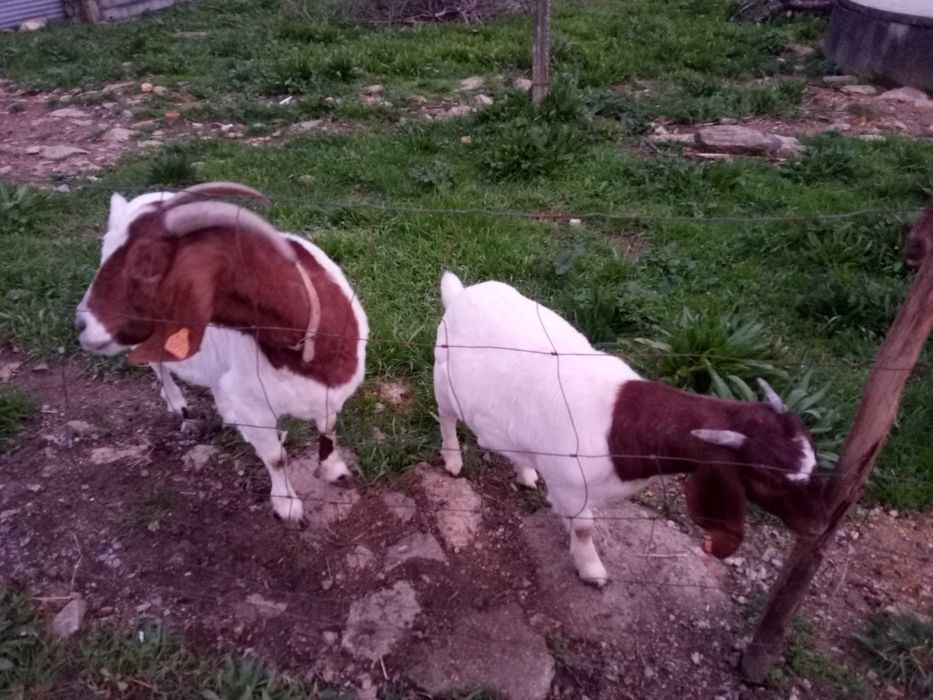 Vendo cabras boer puras