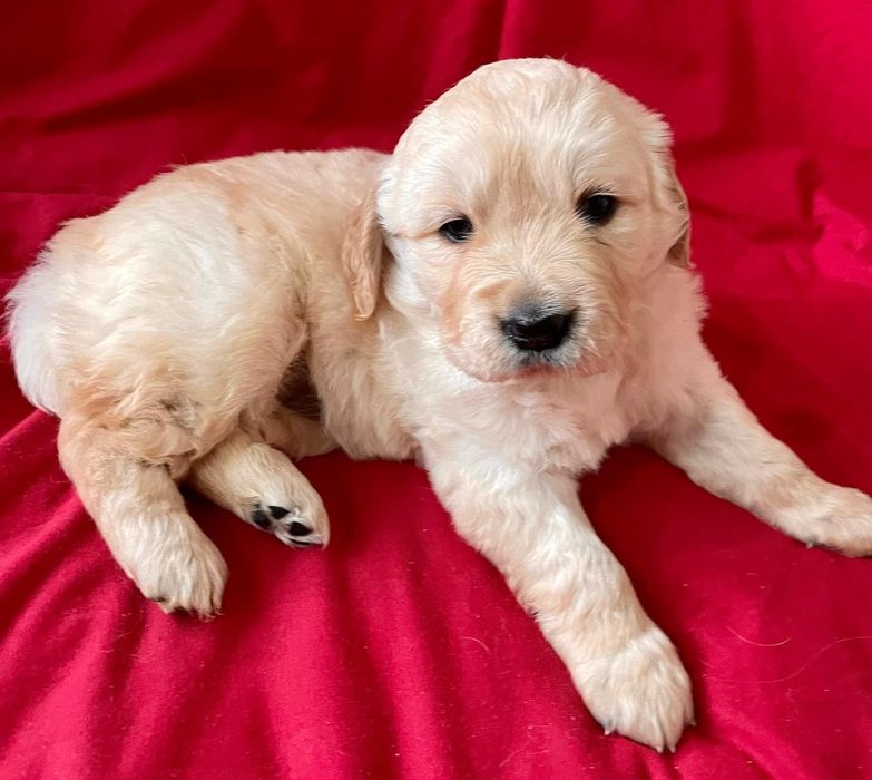 Golden Retriever com LOP criado em ambiente familiar