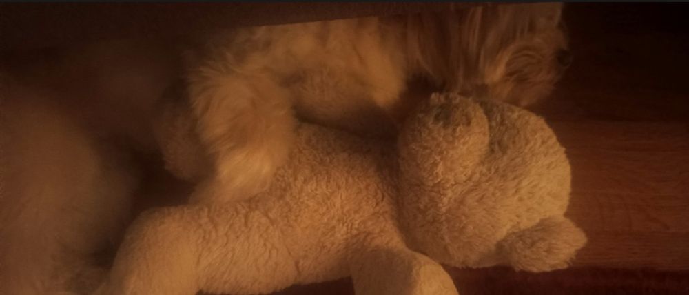 Oddam pieska do adopcji ma na imię Simba