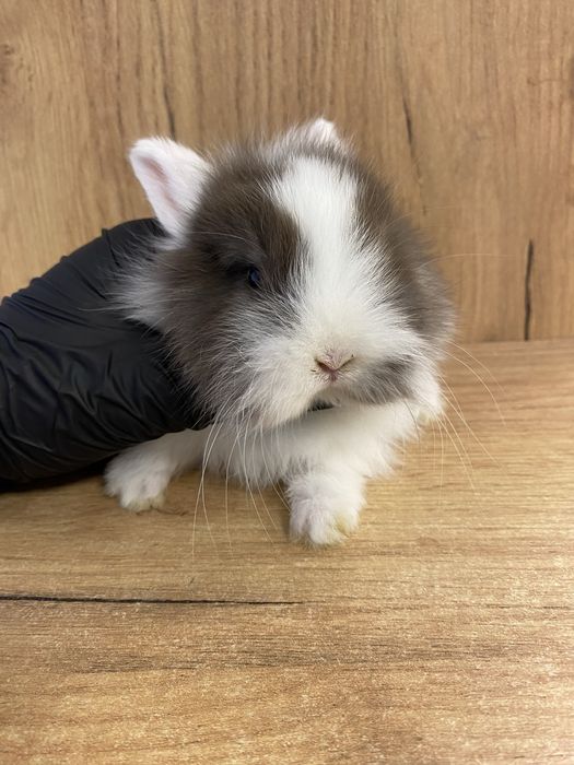 Królik karzełek jak teddy capuccino z białym brązowy wyjątkowy samiczk