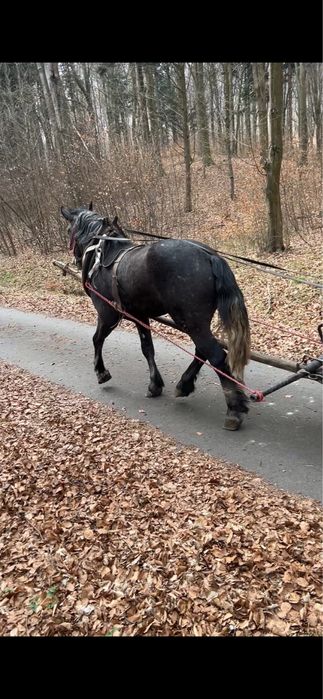 3-letni wałach siwy