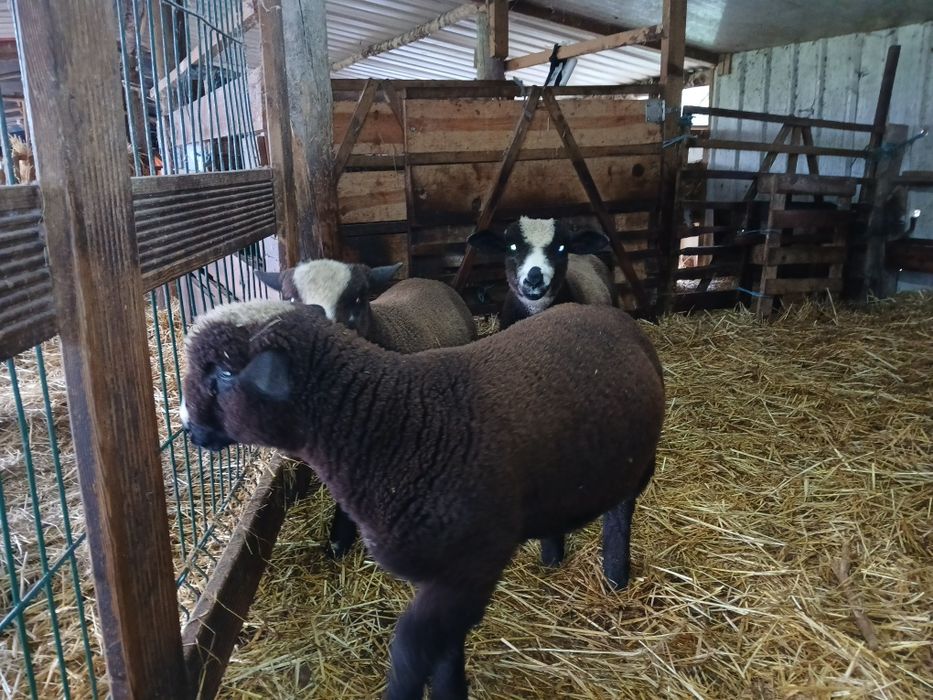 Ile de France Preto (Preto Precoce Português)