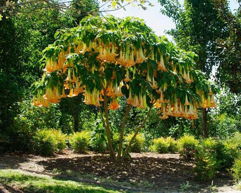 Brugmansia Suaveolens Var. Żółta+ GRATISY