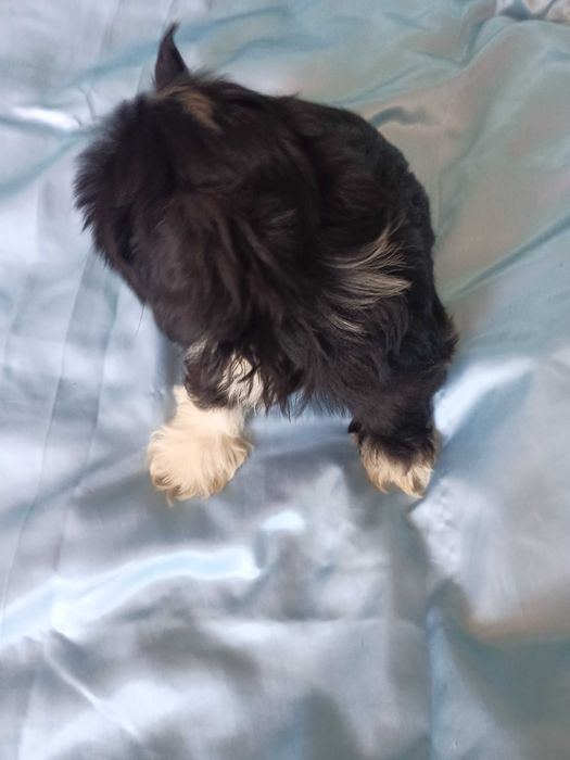 Shih-tzu mini chłopczyk
