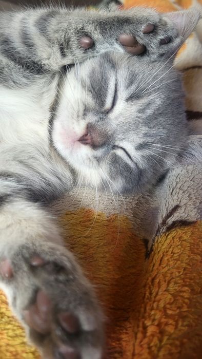 Котенок Инжир синий
