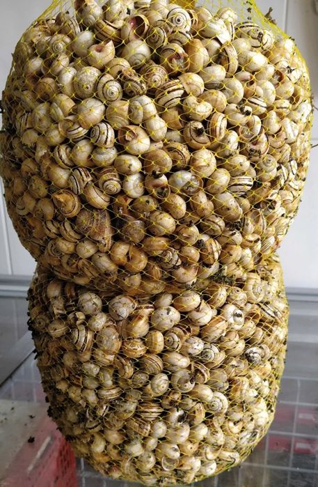 Sacas  de Caracois deliciosos para entregas