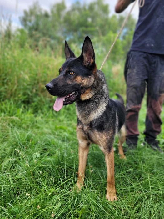 Młody piękny pies do adopcji