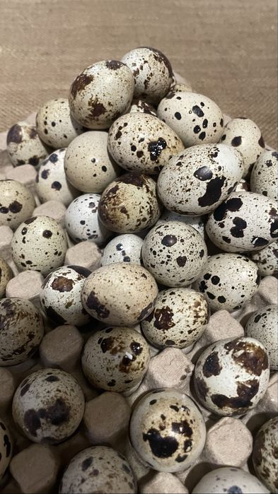 інкубаційні перепилині яйця