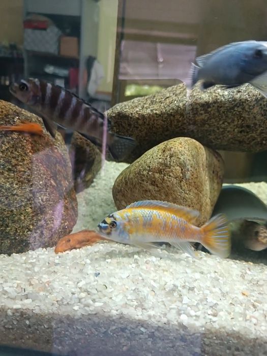 Casais de Labeotropheus Trewavasea Border