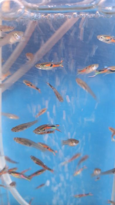 Продам рыбок собственного разведения.