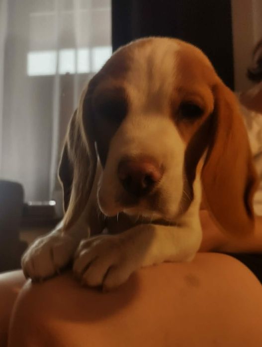 Sprzedam pieska Beagle Bicolor z rodowodem.