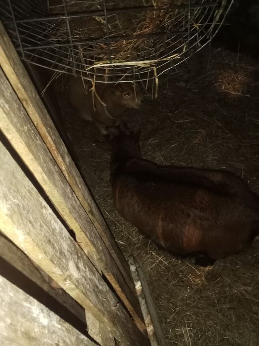Cabritos e cabras anas