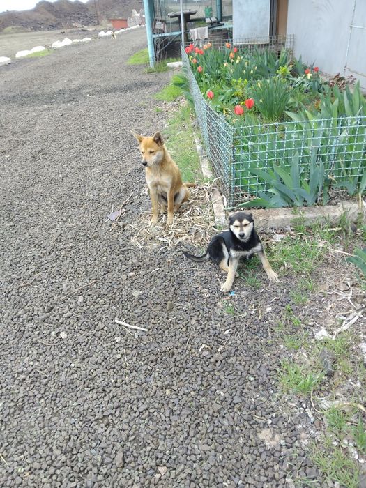 Щенок, вырастет небольшим, ищет дом.