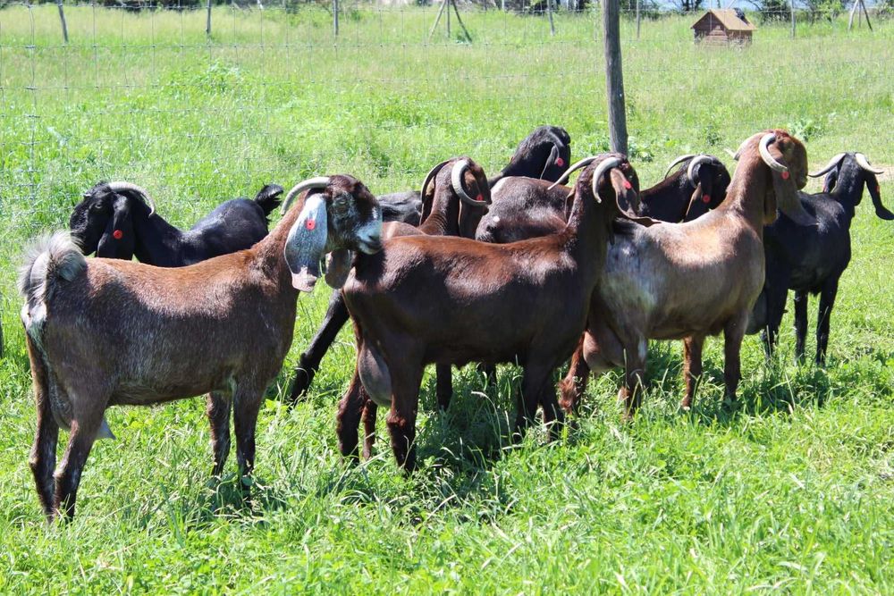 Кози козенята Шамі