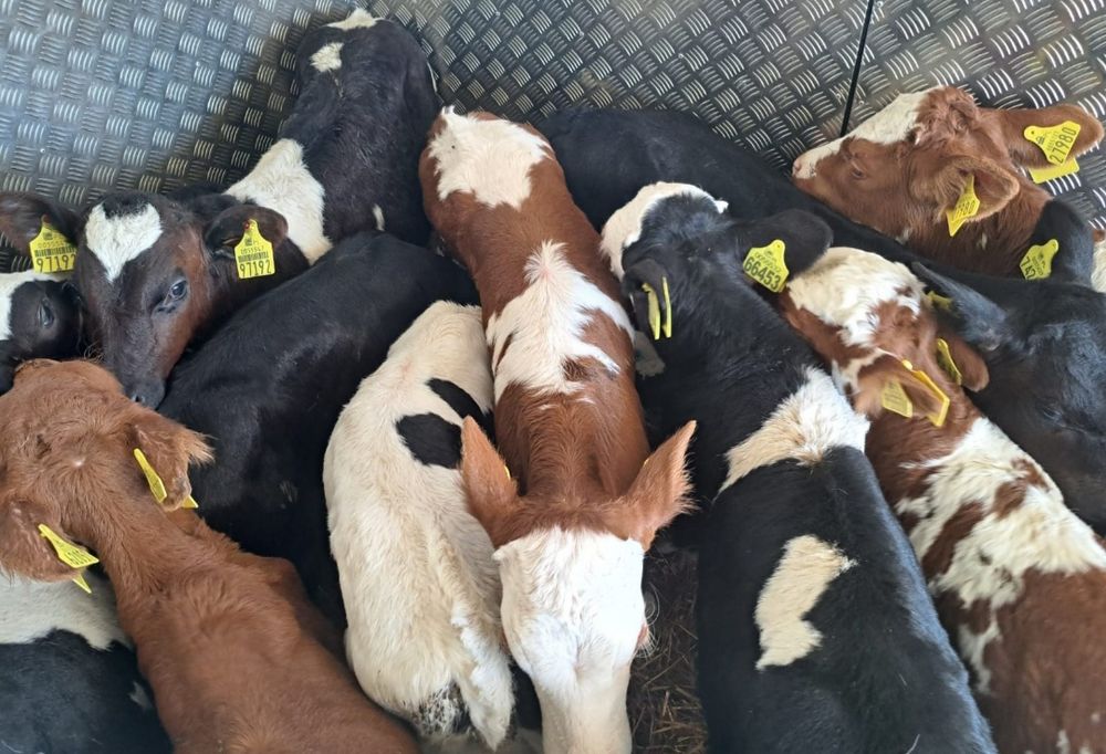 Byczki Jałówki Polskie Oleśnica