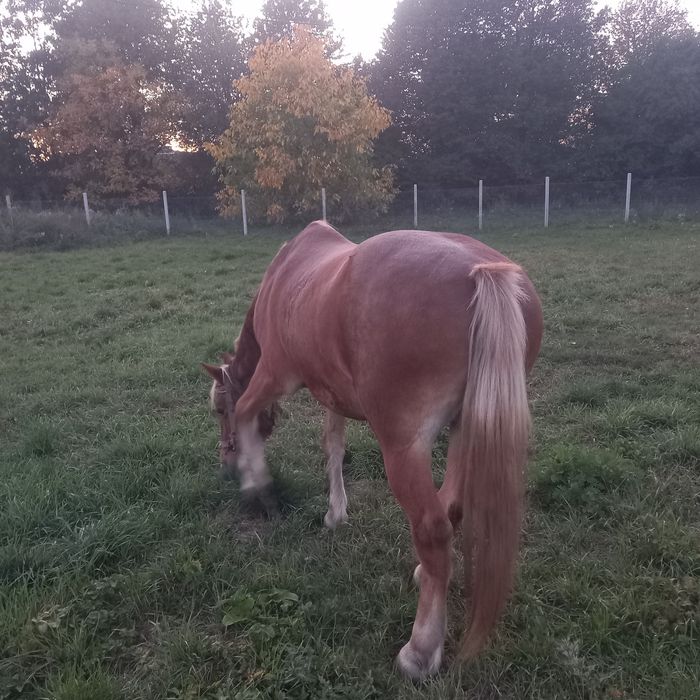 продам коня 7 років