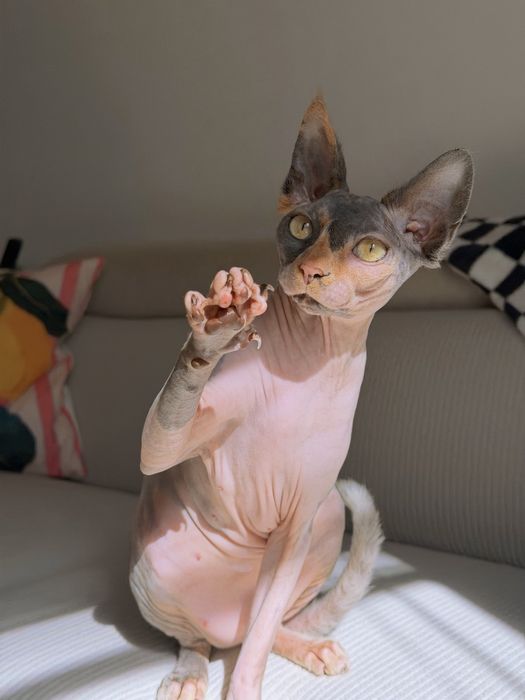 PROCURA namorado sphynx