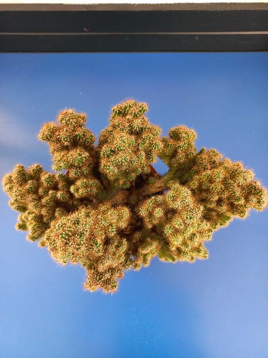 Кактус. Большое растение.