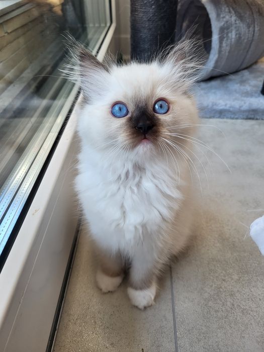 Kotka Ragdoll, rodowód FPL, badania