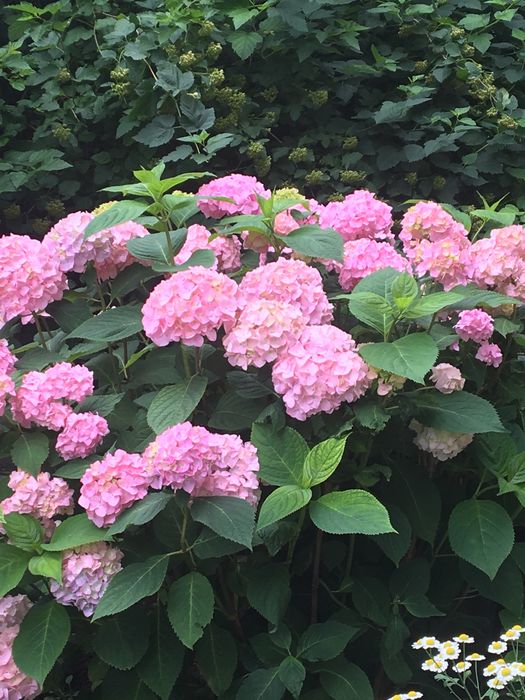 Гортензія рожева широколиста