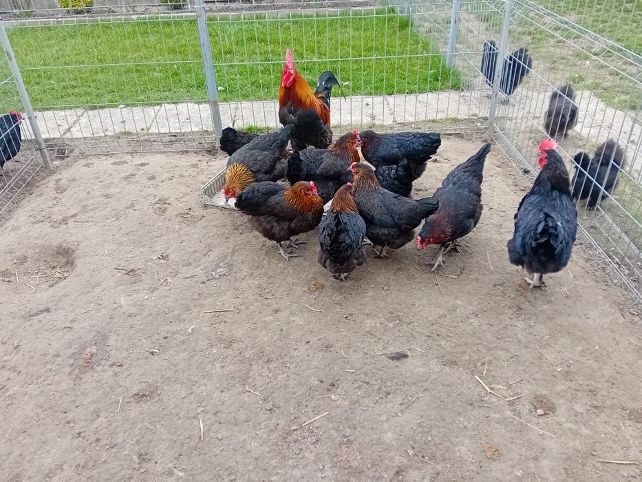 Marans czarny miedzianoszyja, jaja lęgowe