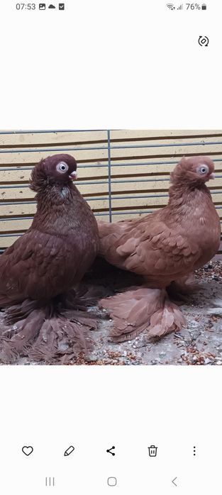 Wywrotki Para. Samniec czerwony samica żółta