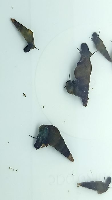 Caracóis Buzios Melanoides