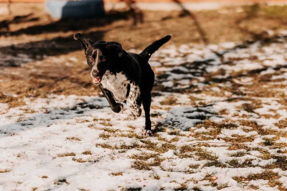 Szukasz psa z poczuciem humoru i nieskończoną energią? Kevin czeka!