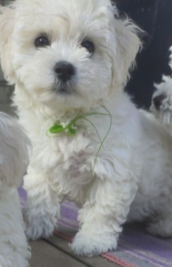 Дівчатка-бішончики