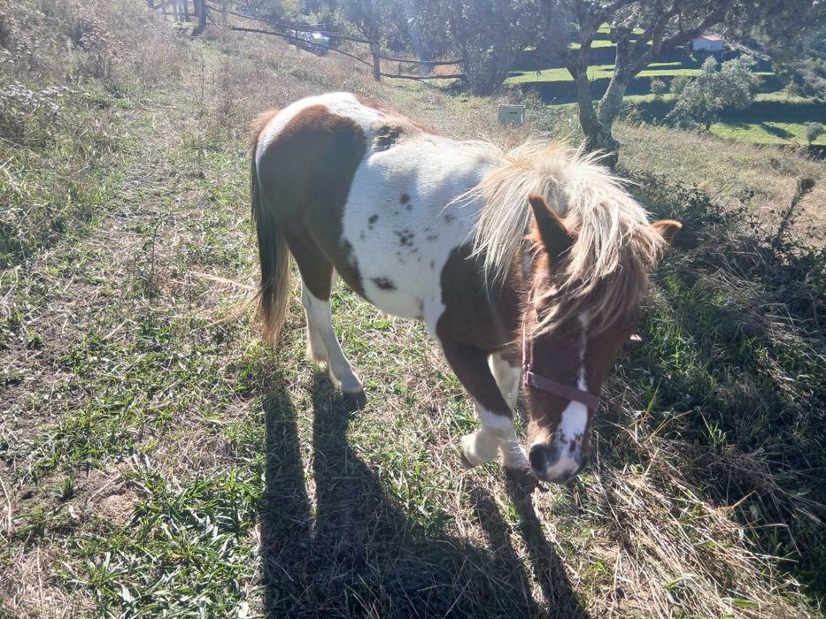Ponei tipo shetland