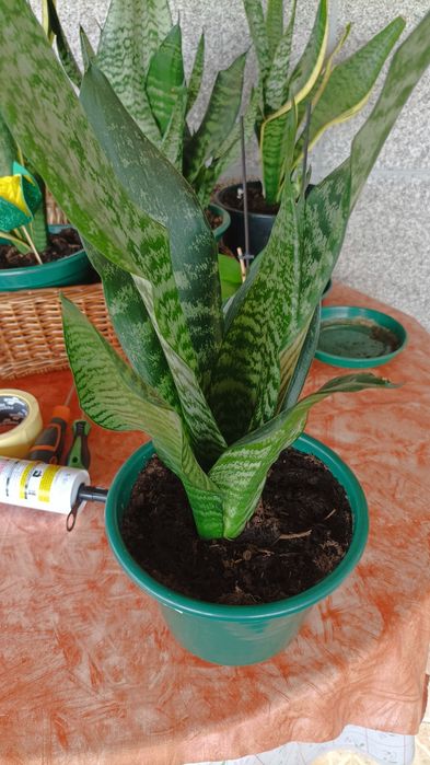 Vasos de espadas de são Jorge