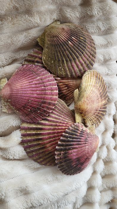 Раковины моллюсков