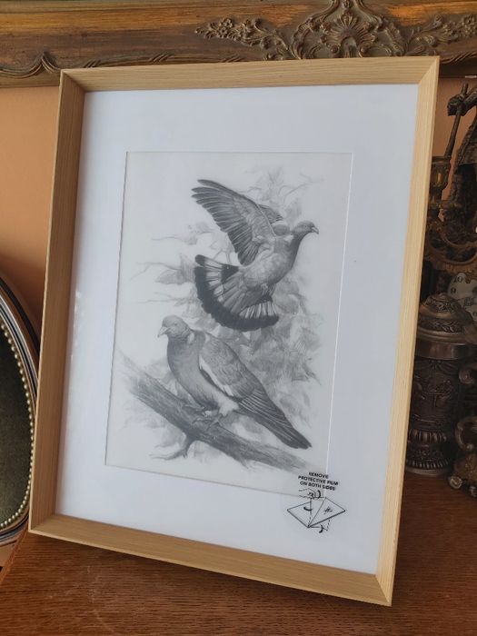 Grafika myśliwska łowiecka Grzywacze. Gołąb. Prezent dla myśliwego. A3