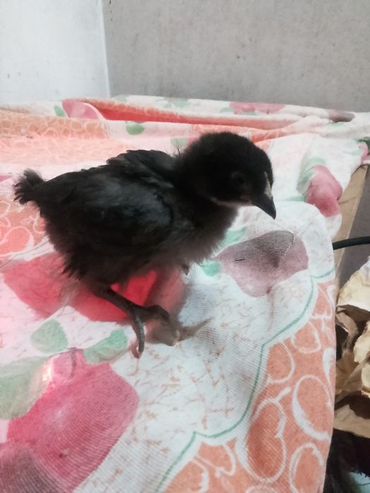 Disponível pintinho Jersey gigante negro e sebrait prata puro