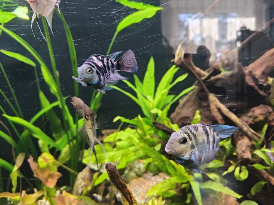 Pielęgnice blue Tiger