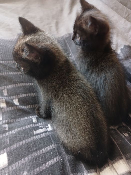 Чудові котики, шукають родину.і