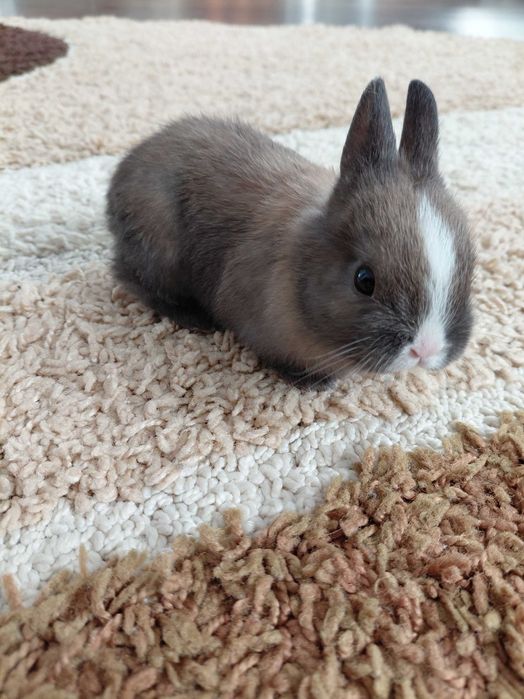 Продам декоративного кролика