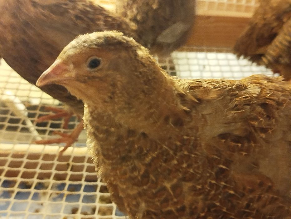 Ovos  de codorniz galados para incubação